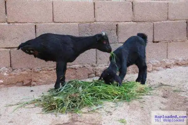 Goat born with only two legs becomes online sensation (see photos)